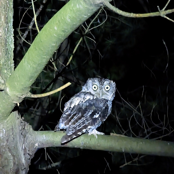 Meet your Posher, Ian - Picture 3 of 5